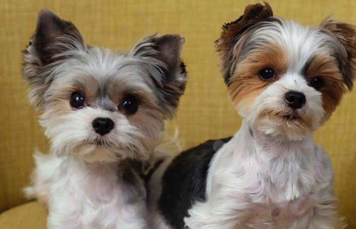 Puppies are the Best Study Buddies