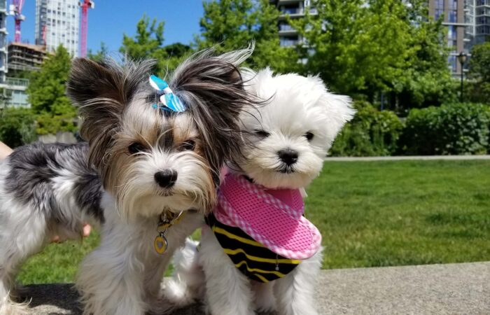 Tips for Boarding your Dog