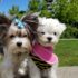 Tips for Boarding your Dog