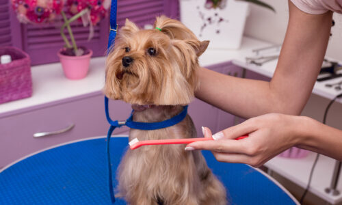 Why Your Pet Needs To See The Dentist