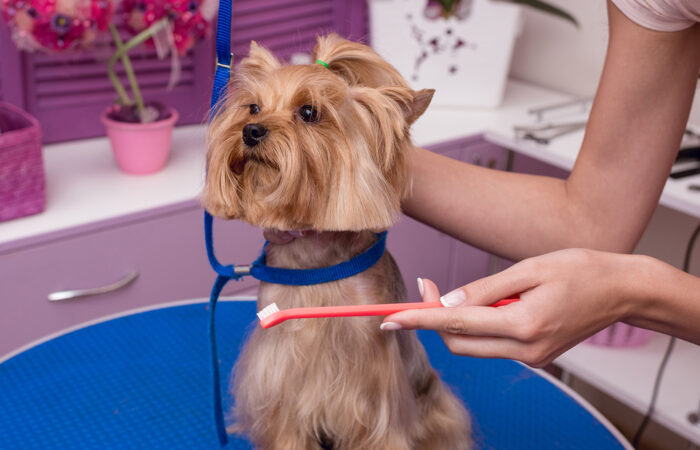 Why Your Pet Needs To See The Dentist