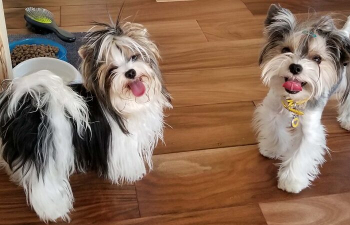 Deciphering Your Dog’s Language