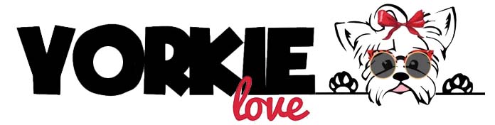 Yorkie Love