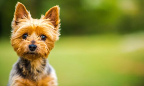 5 Care Tips for Yorkies