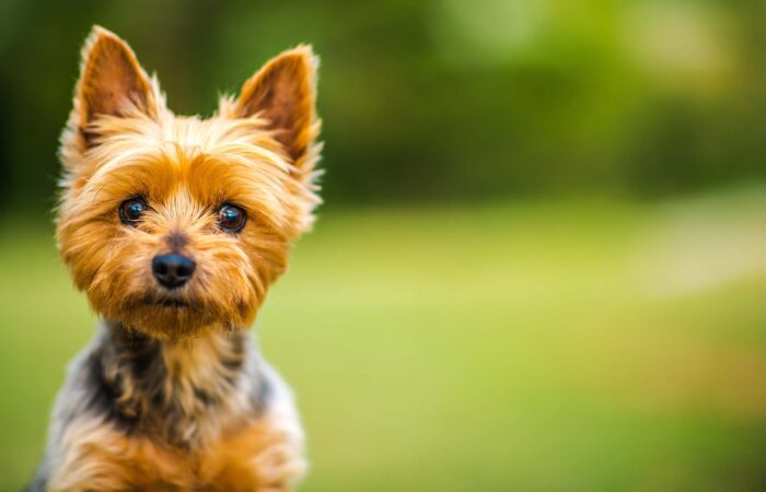 5 Care Tips for Yorkies