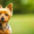 5 Care Tips for Yorkies