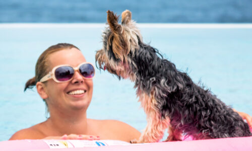How to Keep your Dog Cool this Summer