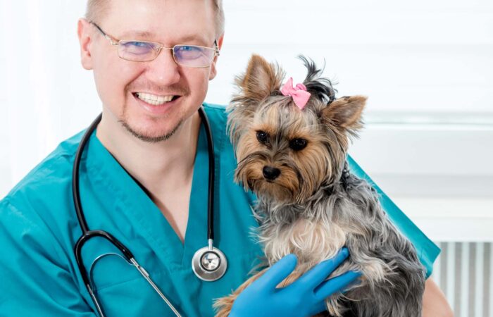 Keeping Your Pets Safe From Illness