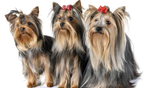 Should you feed your Dog a Grain Free Diet?