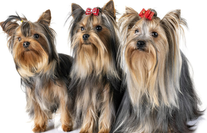 Should you feed your Dog a Grain Free Diet?