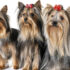 Should you feed your Dog a Grain Free Diet?