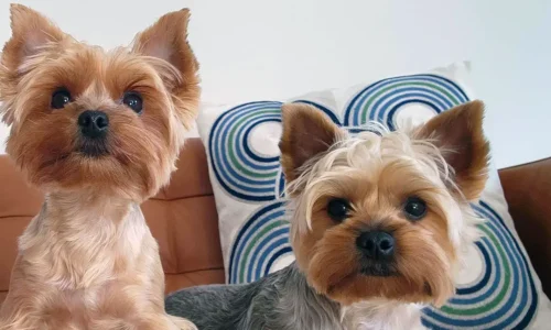 The Fascinating History of Yorkies