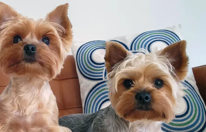The Fascinating History of Yorkies