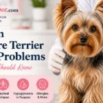 A healthy Yorkshire Terrier sitting in a bright veterinary clinic with a caring vet nearby, representing common Yorkie health and wellness care.