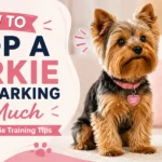 A Yorkshire Terrier sitting alertly in a cozy home while learning calm behavior and quiet training.