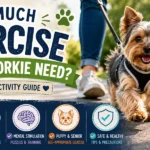 A happy Yorkshire Terrier enjoying a gentle walk and active play as part of a healthy daily exercise routine.