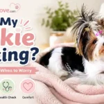 A concerned Yorkshire Terrier owner comforting a trembling Yorkie while checking for signs of illness or discomfort.