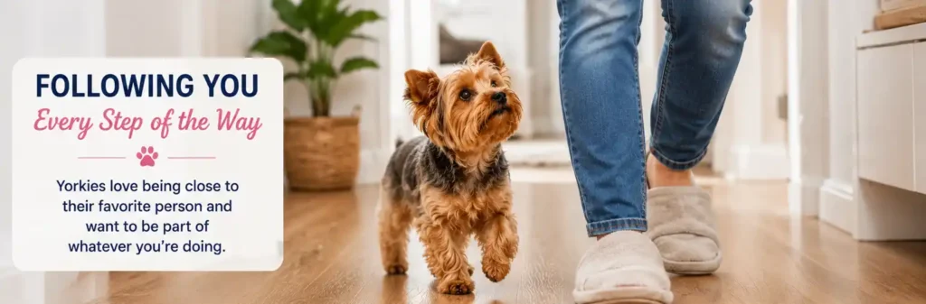A Yorkshire Terrier happily following its owner from room to room inside a comfortable home.