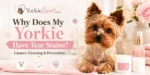 Yorkielove Yorkie tear stains.